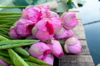 Cách ngâm rượu sen tại nhà