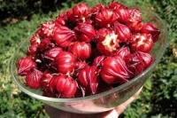 Cách ngâm Rượu hoa atiso đỏ