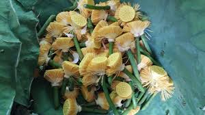 RƯỢU NGÂM ĐÀI SEN