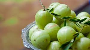 RƯỢU NGÂM MẮC  KHAM