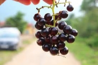 HƯỚNG DẪN CHI TIẾT CÁCH NGÂM RƯỢU VANG NHO RỪNG